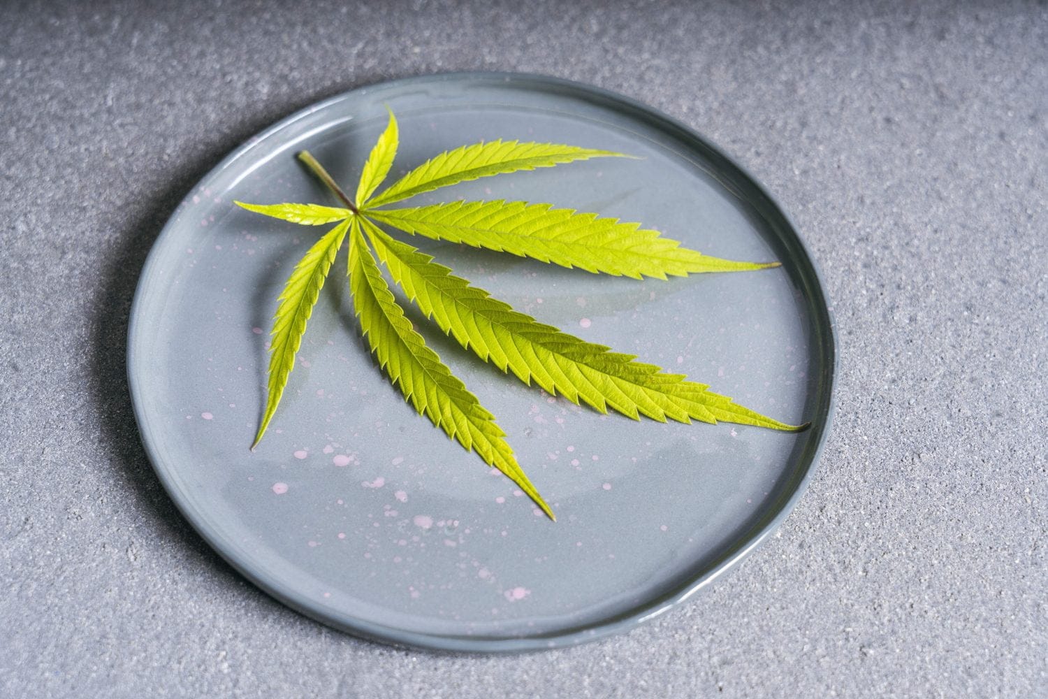 Ein einzelnes grünes Cannabisblatt liegt auf einem runden grauen Teller vor einem grau strukturierten Hintergrund, perfekt für alle, die Mysterio PET kaufen möchten.