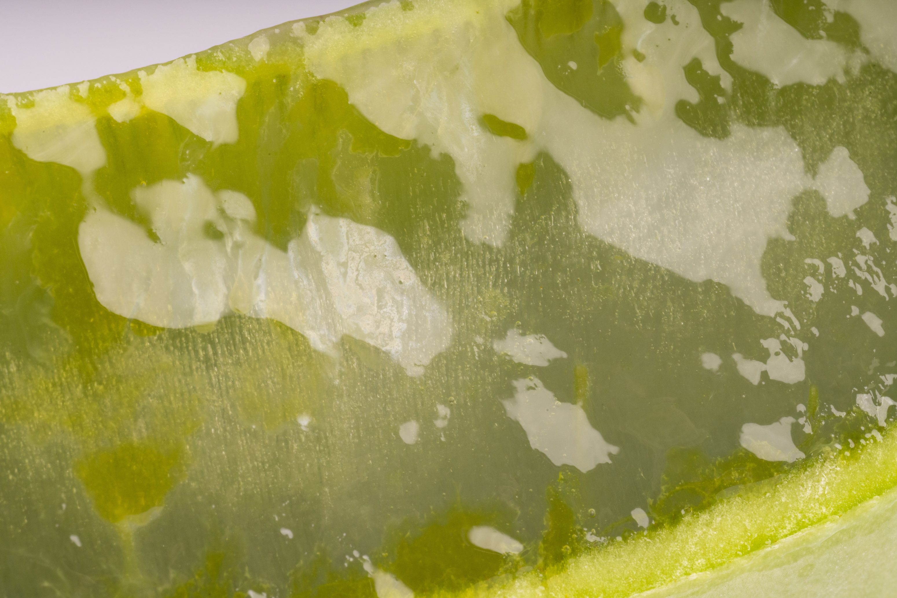 Nahaufnahme eines durchscheinenden grün-weißen Aloe-Vera-Blattes mit gelartiger Oberfläche und unregelmäßigen Farbmustern.