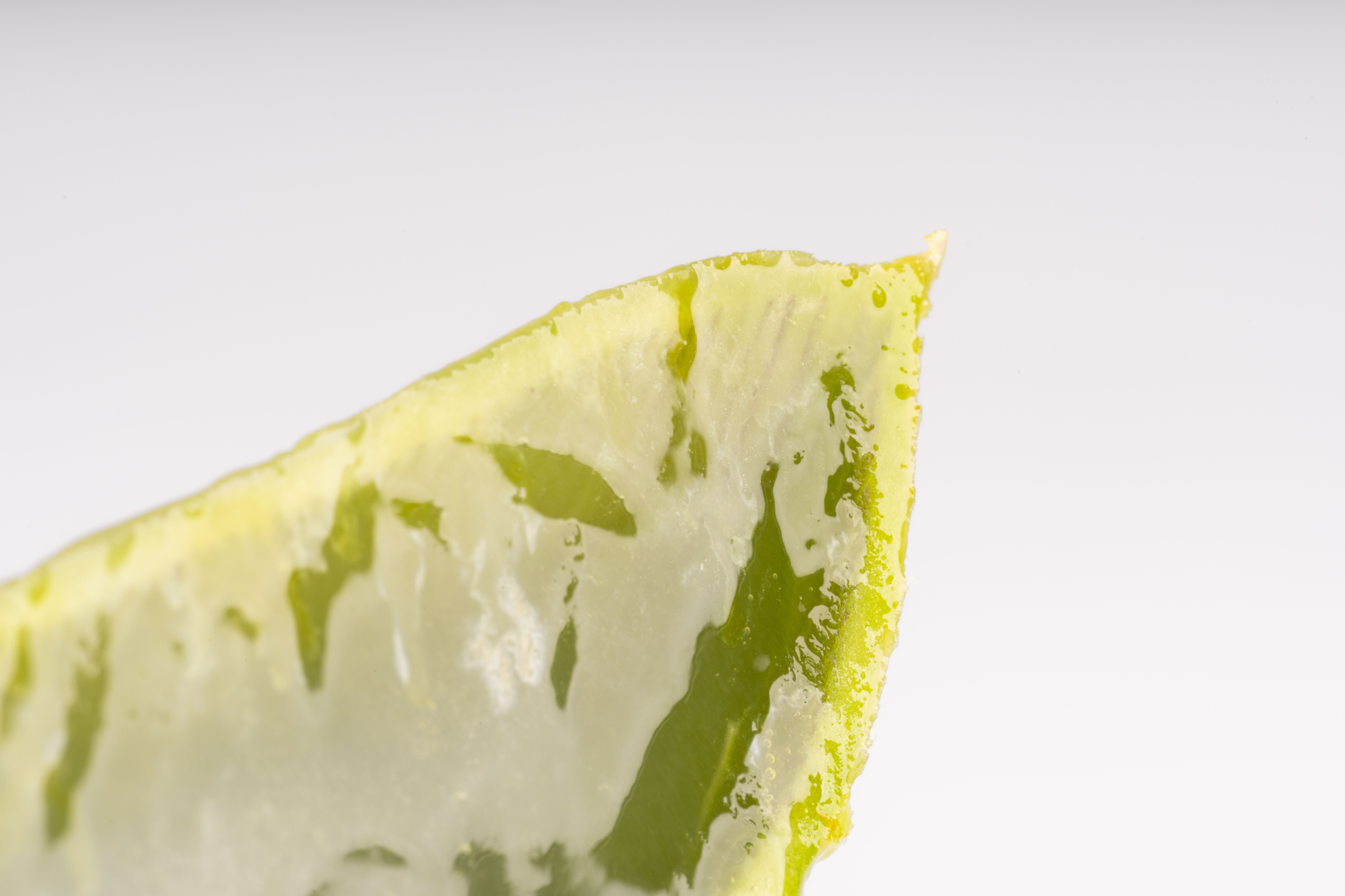 Nahaufnahme eines grünen Aloe-Vera-Blattes mit klarem Gel, das seine feuchte, durchscheinende Textur und glänzende Oberfläche vor einem weißen Hintergrund zeigt.