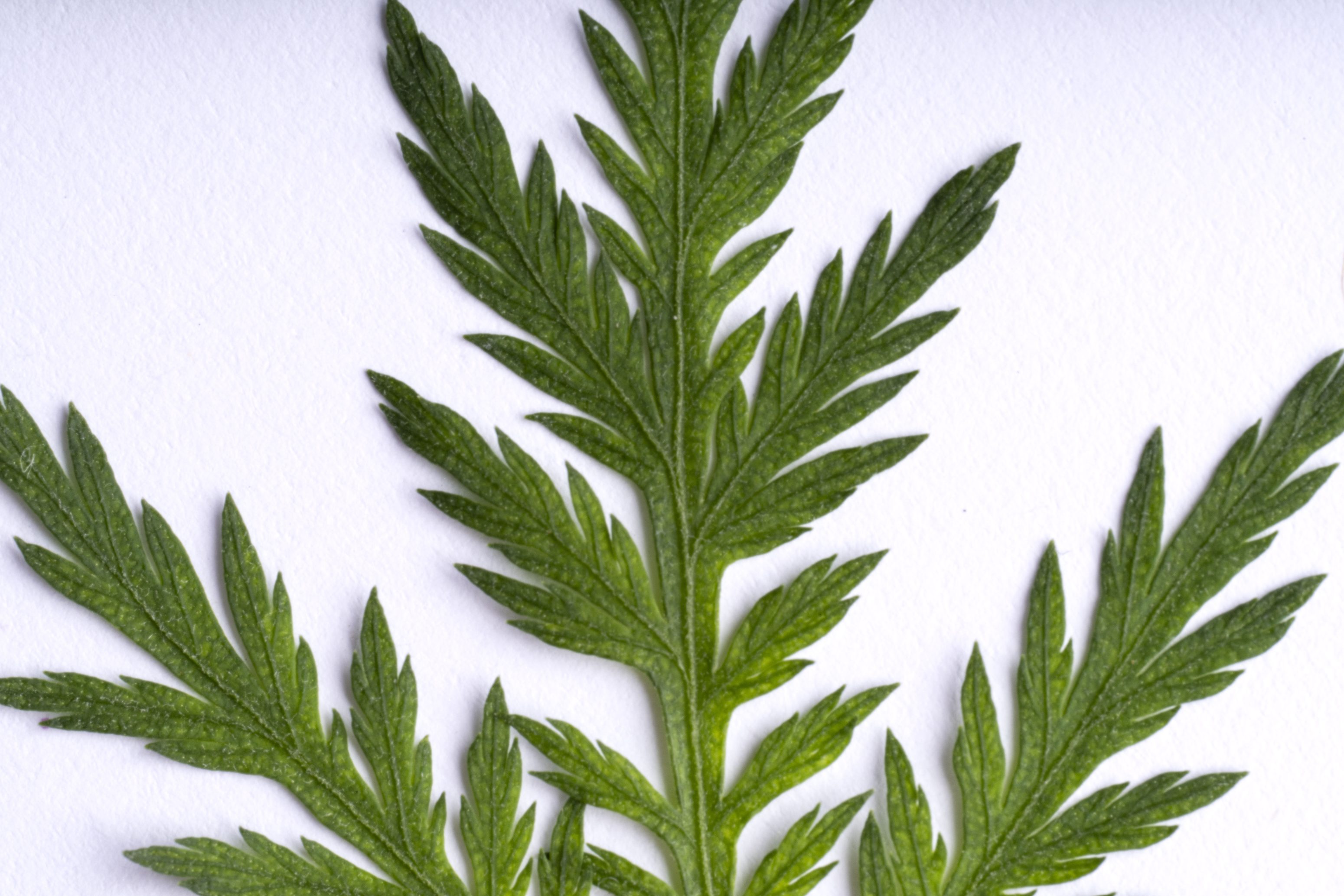 Nahaufnahme eines grünen, gezackten Blattes mit mehreren schmalen, spitzen Lappen vor einem weißen Hintergrund.
