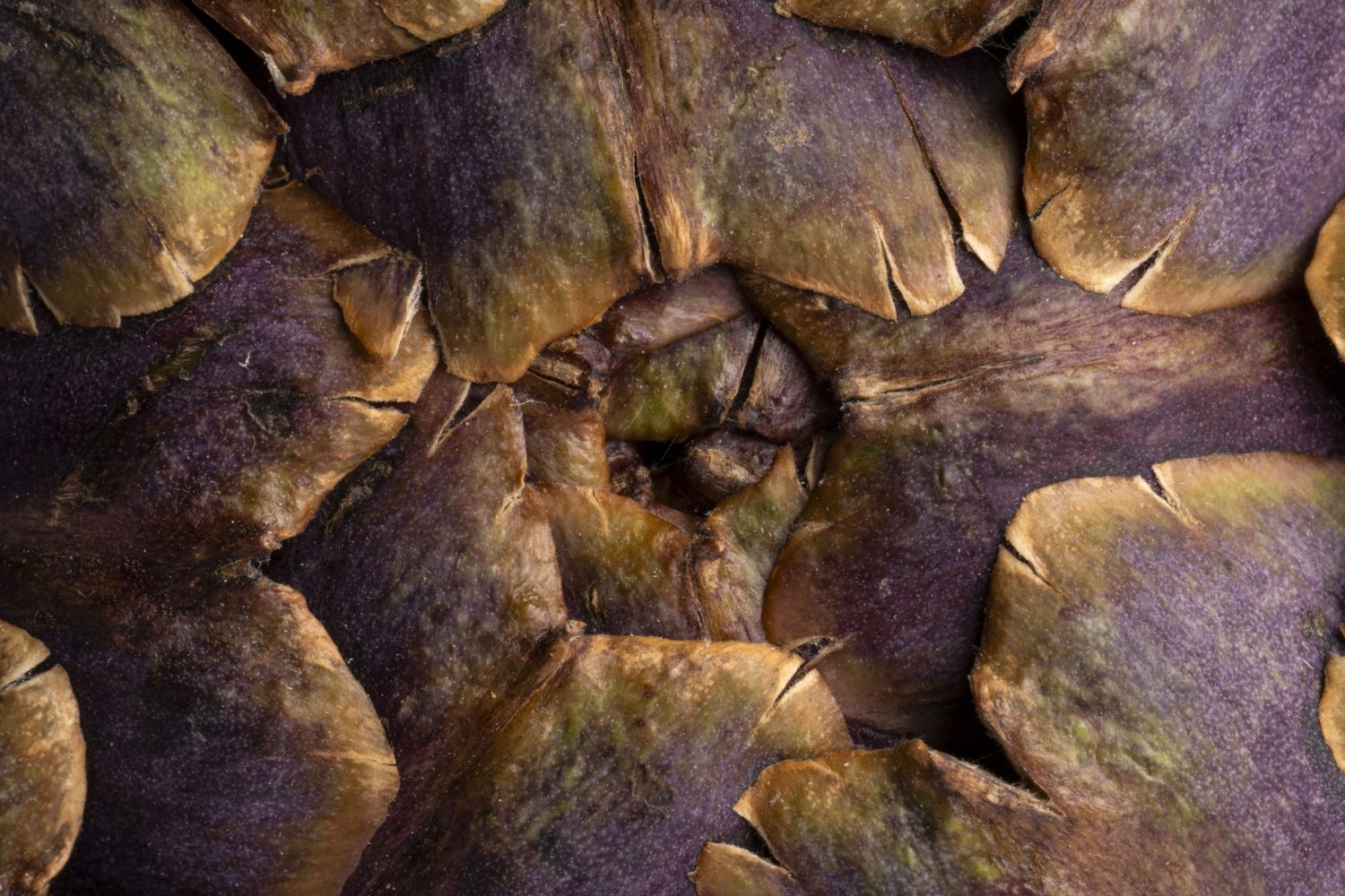 Nahaufnahme des Kerns einer Artischocke, die die überlappenden, holzigen, violett und grün gefärbten Schuppen mit rauer Struktur und spitzen Kanten zeigt.