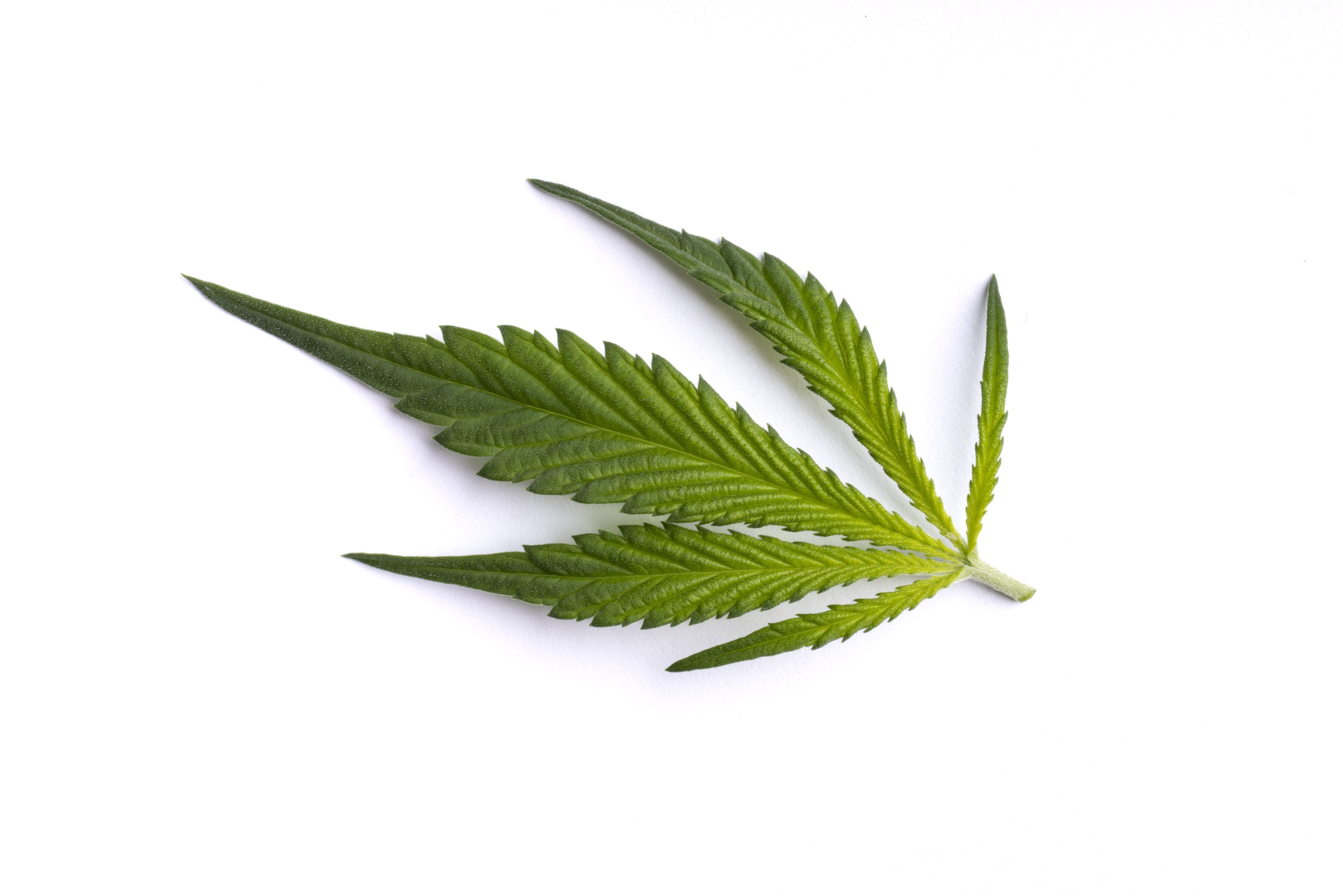 Ein einzelnes grünes Cannabisblatt mit gezackten Rändern ist auf einem weißen Hintergrund abgebildet.