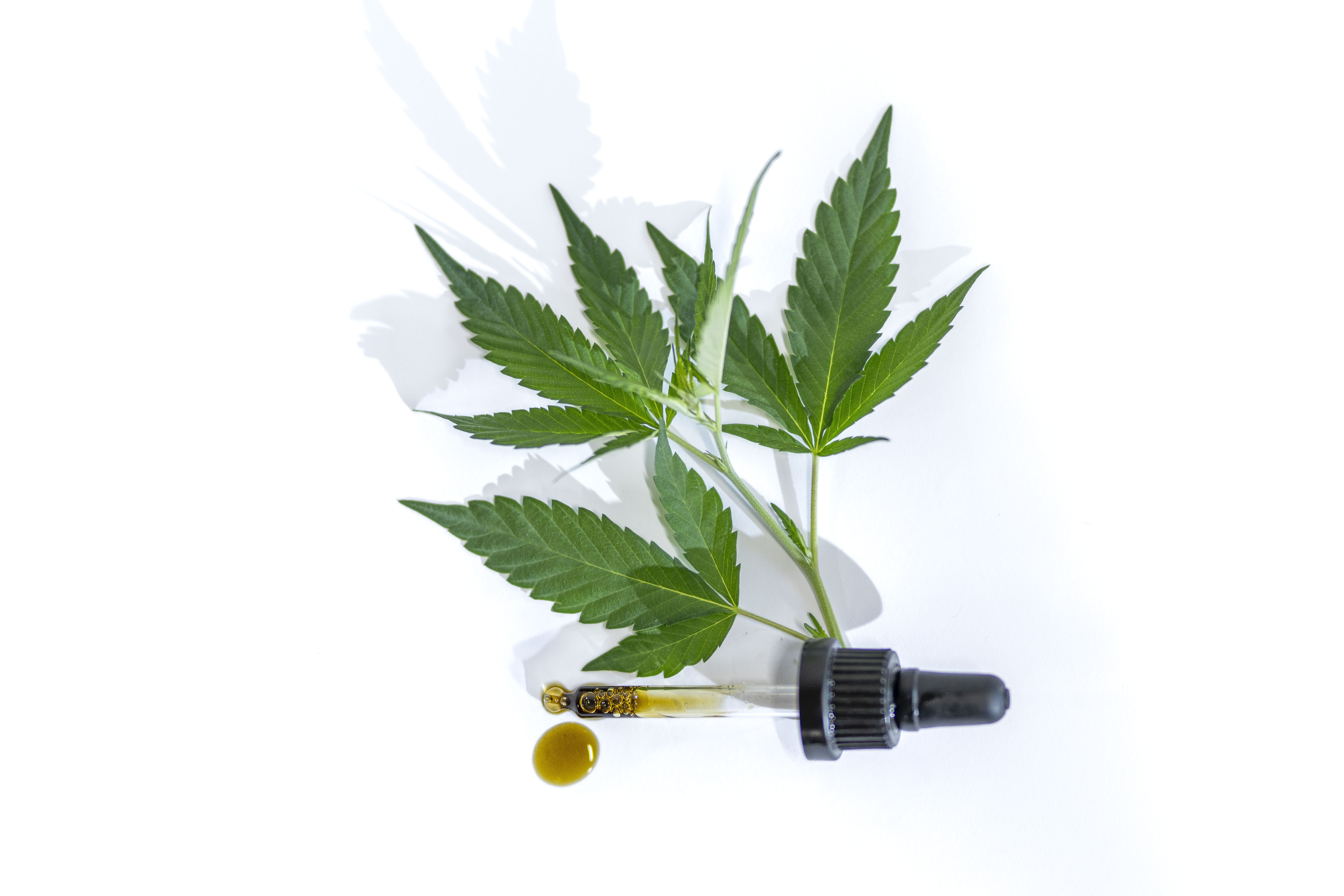 Ein Cannabisblatt und ein mit goldenem Öl gefüllter Glastropfer mit einem Tropfen Öl daneben sind auf einem weißen Hintergrund angeordnet.
