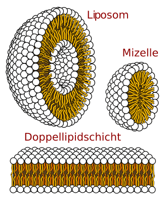 Liposomale Formulierung, Liposom, bessere Bioverfügbarkeit