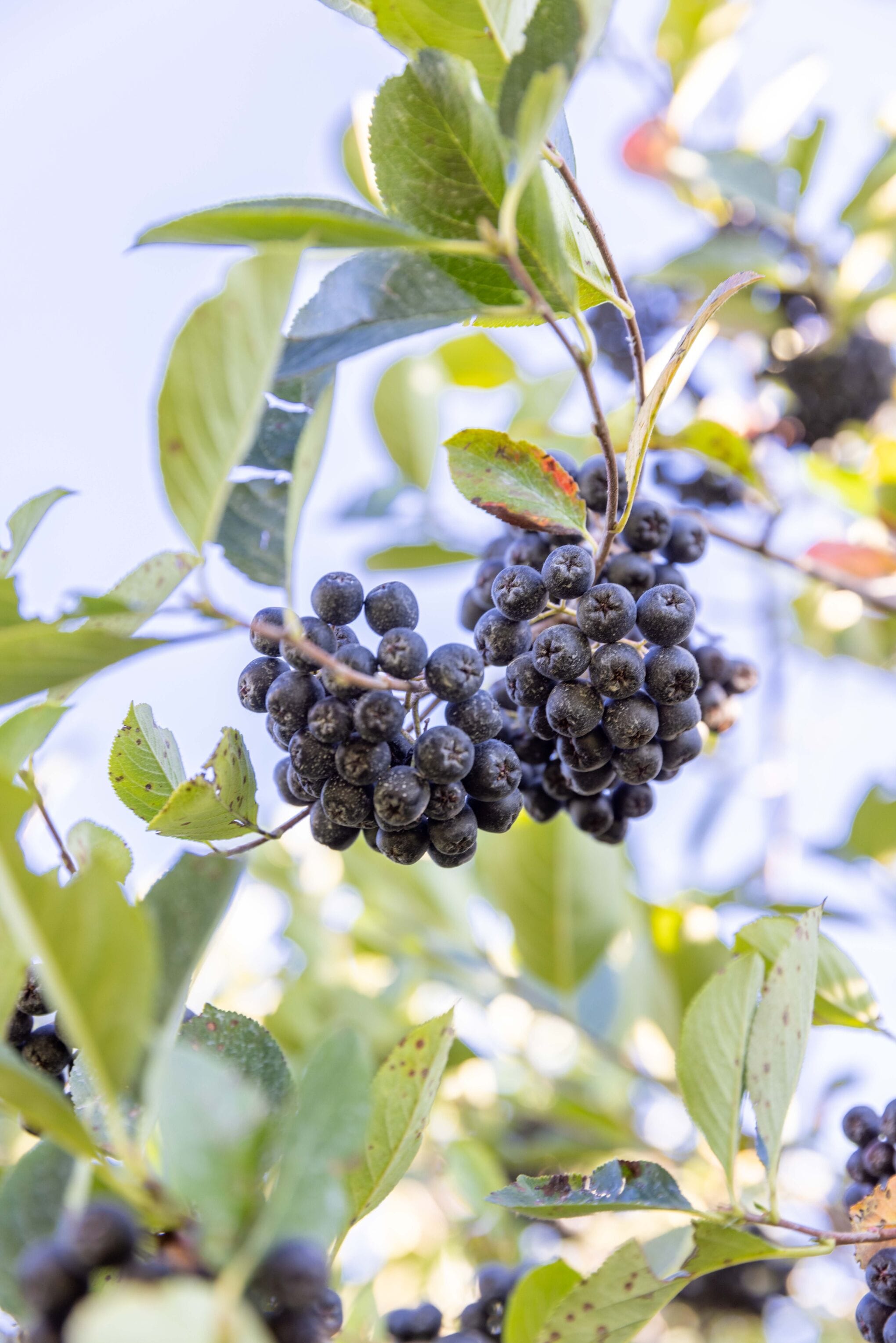 Aronia Beeren