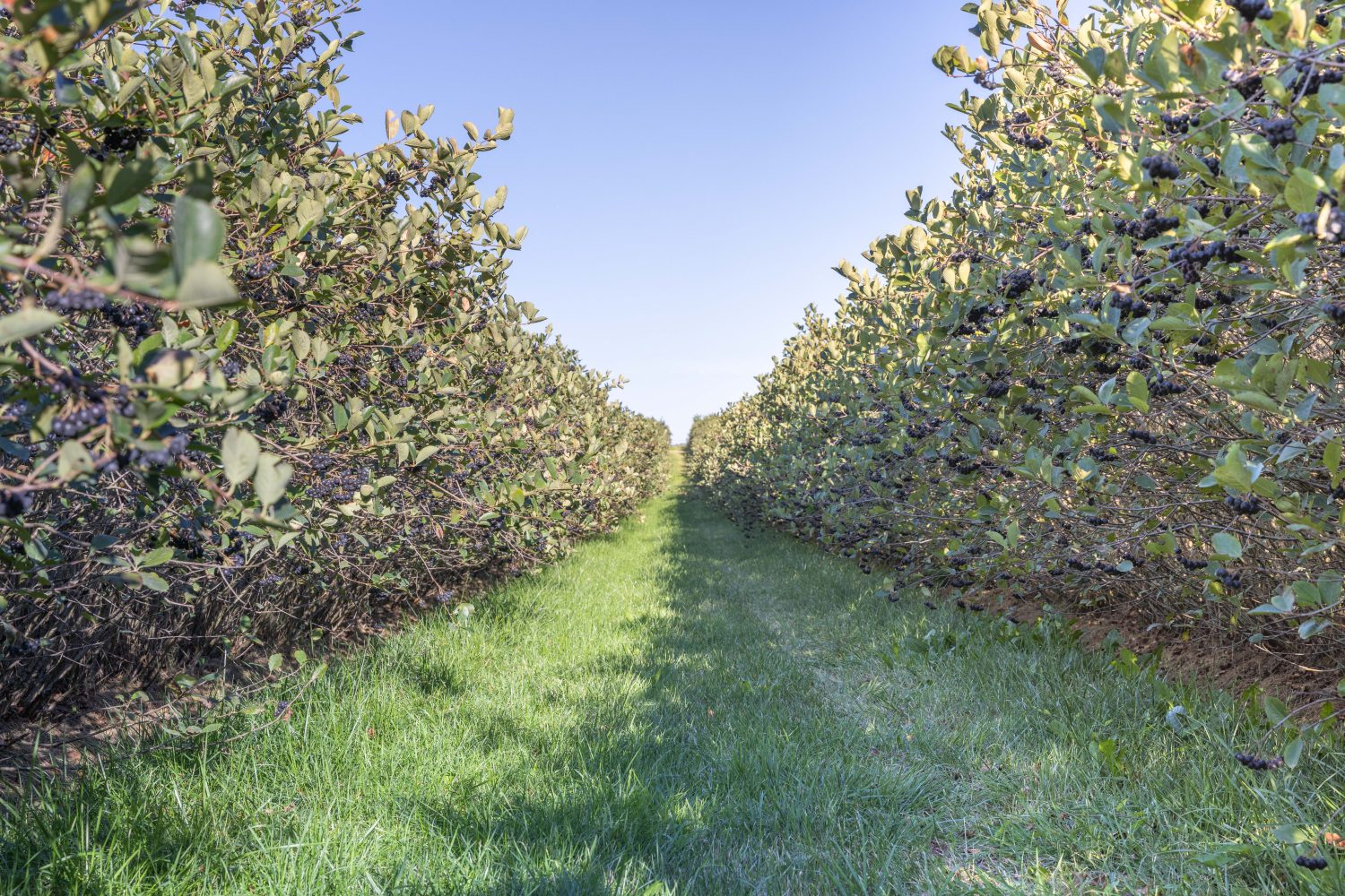 Zwei Reihen üppig grüner Aroniabeerensträucher mit dunklen Beeren wachsen auf beiden Seiten eines grasbewachsenen Pfades unter einem klaren blauen Himmel und bilden einen Korridor durch einen Obstgarten oder eine Beerenfarm.