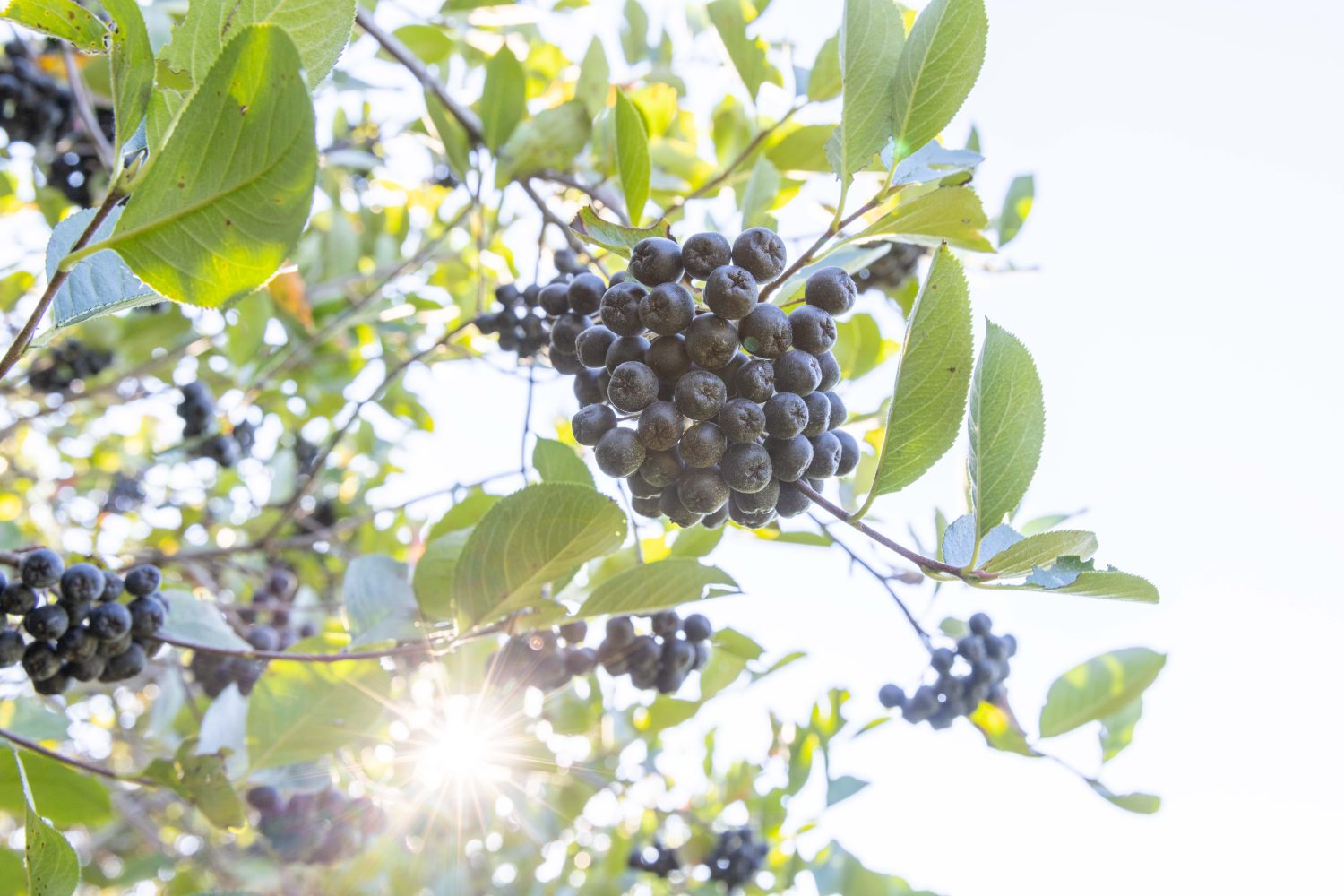 Eine Traube dunkelvioletter Aroniabeeren hängt an einem Zweig mit grünen Blättern, im Hintergrund scheint Sonnenlicht durch das Laub.