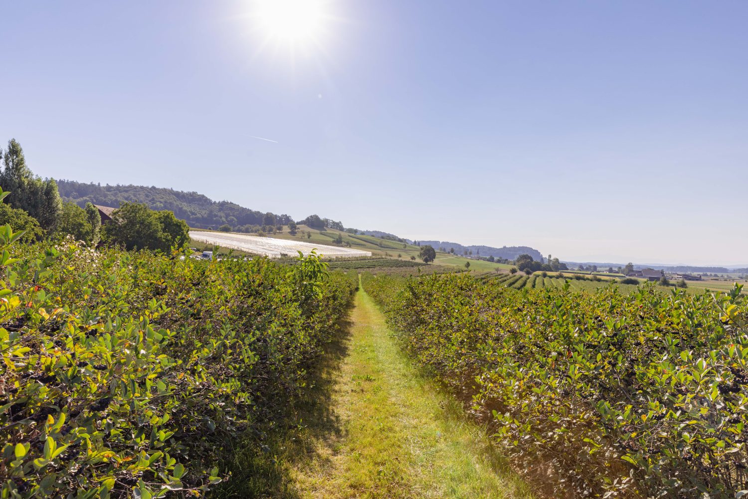 Ein sonniger Tag in einer ländlichen Landschaft mit einem grasbewachsenen Pfad, der durch Reihen üppiger grüner Aroniabeerenbüsche und Ackerland führt, im Hintergrund Hügel und Felder unter einem klaren blauen Himmel.
