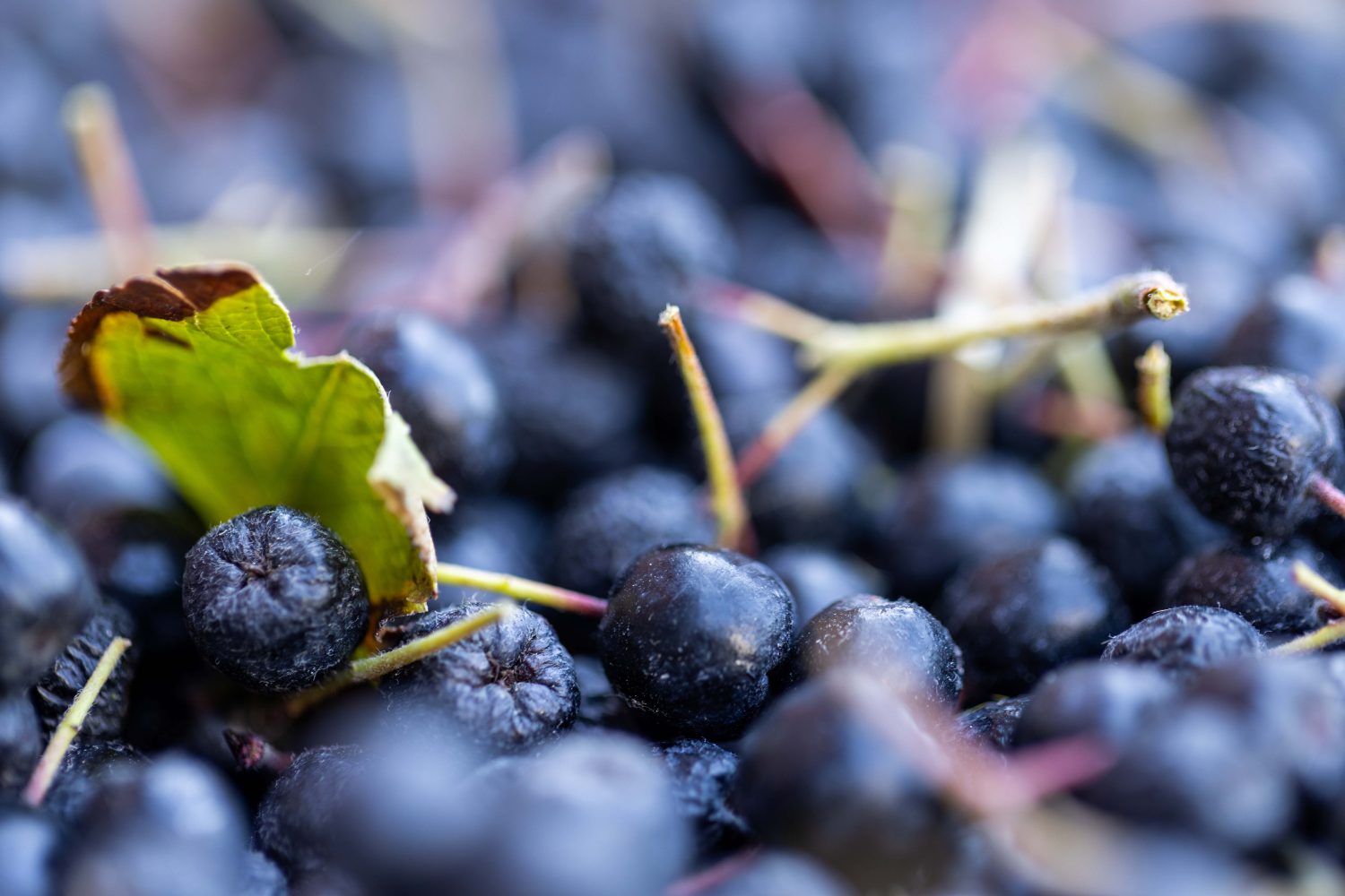 Eine Nahaufnahme reifer, dunkelvioletter Aroniabeeren mit Stielen und einem einzelnen grünen Blatt, das zwischen den Früchten sichtbar ist. Das Bild ist im Vordergrund lebendig und fokussiert, mit unscharfem Hintergrund.