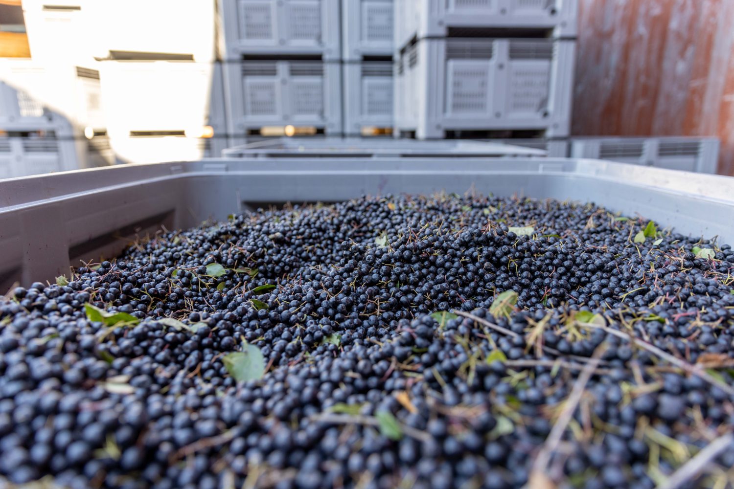 Ein großer Behälter mit frisch geernteten schwarzen Trauben und Aroniabeeren, mit einigen Stielen und Blättern dazwischen, steht im Freien neben Stapeln grauer Plastikkisten.