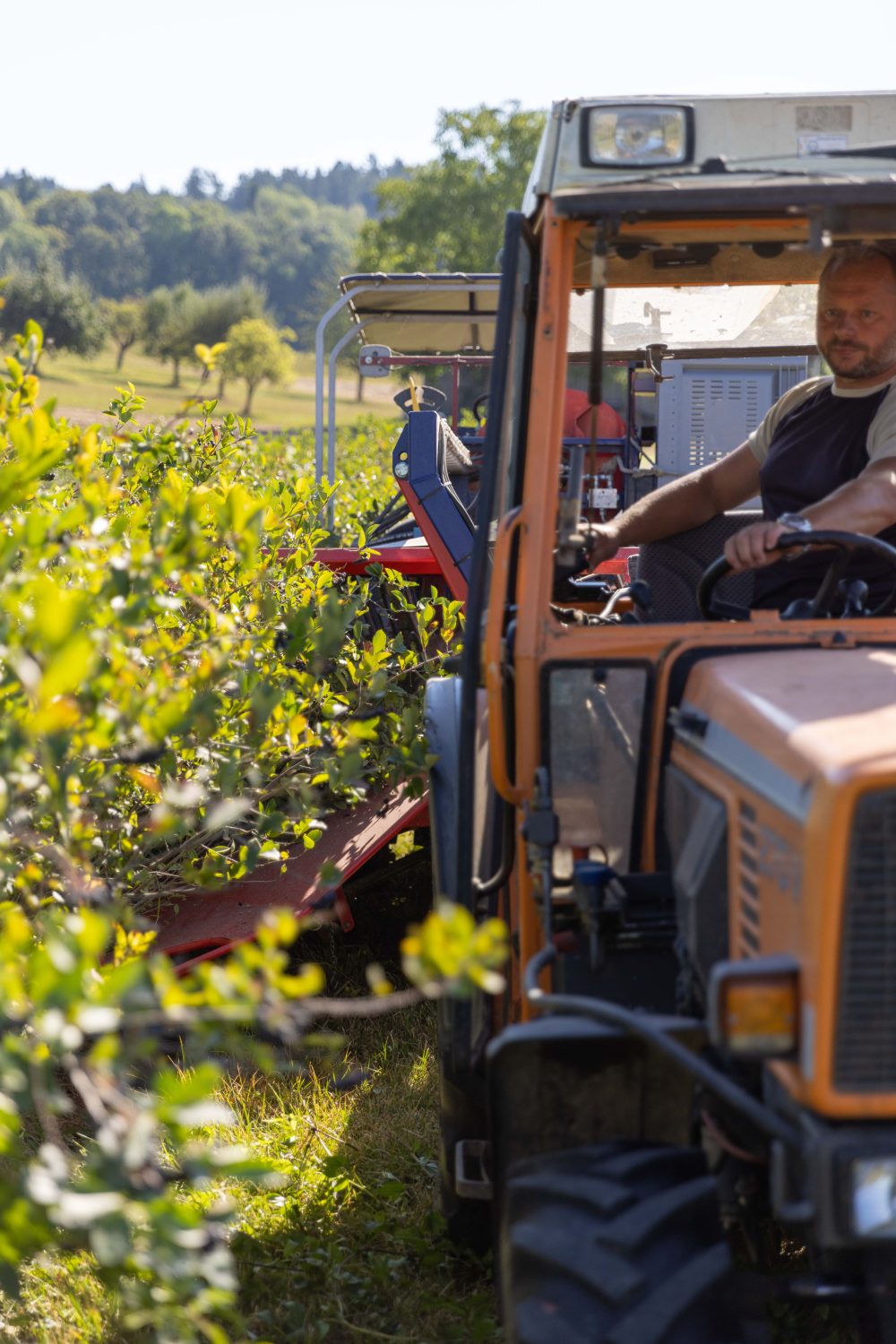 An einem sonnigen Tag fährt ein Mann mit einem orangefarbenen Traktor durch Reihen grüner Aroniabeerenbüsche. Hinter ihm ist eine weitere Person zu sehen, im Hintergrund sind Bäume zu sehen.