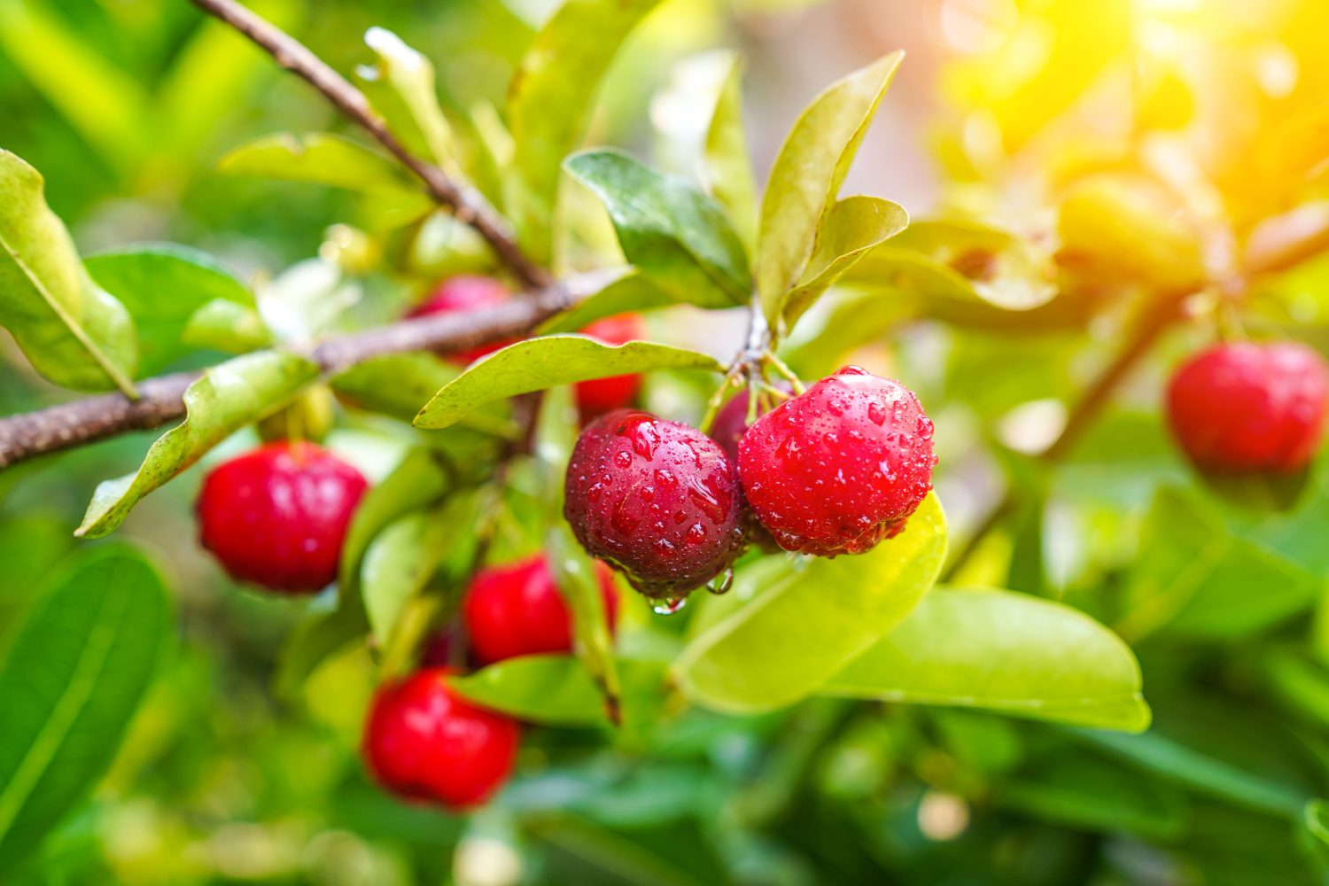 Rote Acerola-Kirschen mit Wassertropfen hängen von einem grünen Zweig, hell erleuchtet vom Sonnenlicht in einer üppigen Umgebung im Freien – die perfekte Inspiration für kingnatures Nahrungsergänzung aus der Schweiz.