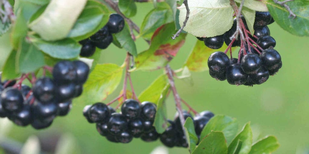 Aronia, Antioxidant, bestellen, natur, Schweiz, Switzerland