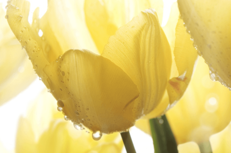 Nahaufnahme einer gelben Tulpe mit zarten, mit Tautropfen bedeckten Blütenblättern, sanft beleuchtet mit einem hellen, unscharfen Hintergrund, der die leuchtende Farbe und Textur der Blume hervorhebt – und die beruhigende Atmosphäre von Naturheilpraxis1a einfängt.