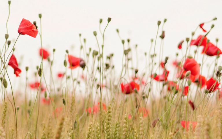 Ein Feld mit hohem grünem Weizen und verstreuten roten Mohnblüten auf schlanken Stängeln vor einem blassen, verschwommenen Hintergrund erzeugt einen sanften, verträumten Effekt, der an die Naturheilkunde Praxis erinnert.