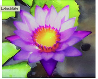 Eine leuchtend violette Lotusblume mit hellgelber Mitte schwimmt zwischen grünen Seerosenblättern auf dem Wasser und ist ein atemberaubendes Highlight für Verkaufsstellen-Displays.