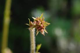 Eine Nahaufnahme einer kleinen, knospenden Blüte mit rotbraunen und grünen Blütenblättern vor einem unscharfen grünen Hintergrund. Der Stiel ist unscharf und das Bild, aufgenommen von Naturheilpraktikerin Rita Eggmann Füglister, weist einen weichen Fokus auf.