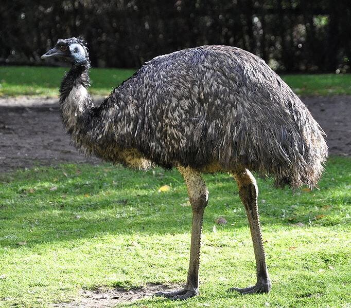 EMU öl kaufen