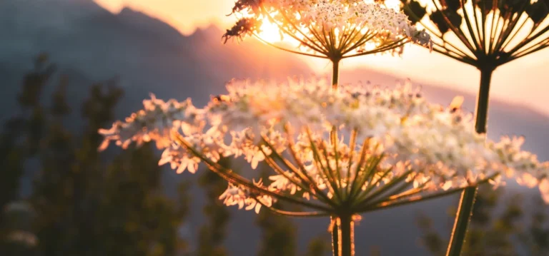 Nahaufnahme zarter weißer Wildblumen im Gegenlicht eines warmen, goldenen Sonnenuntergangs, mit verschwommenen Bergen und Bäumen im Hintergrund – ein Bild, das die heitere Atmosphäre um Erika Rudins xundheitspraxis einfängt.