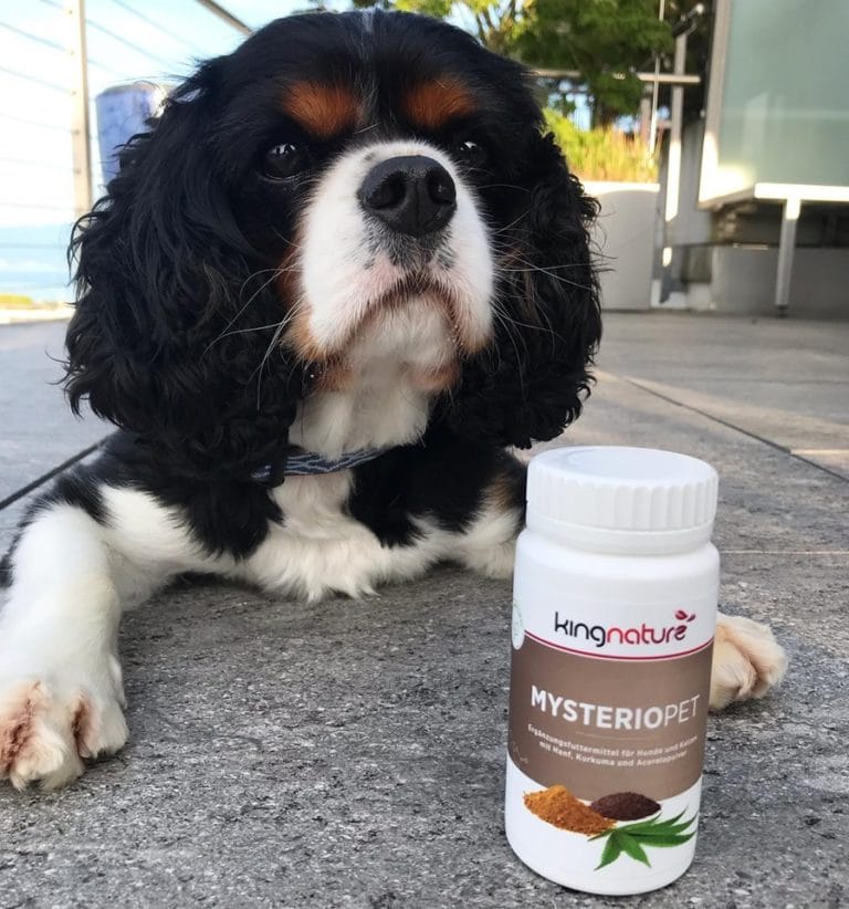 Ein schwarz-weiß-brauner Cavalier King Charles Spaniel liegt auf einer Terrasse neben einer weißen Flasche Kingnature Mysteriopet-Nahrungsergänzungsmittel. Der Hintergrund ist mit Gartenmöbeln und Grünpflanzen gestaltet und bietet eine berichtenswerte Szene.