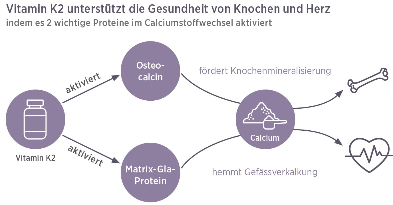 Infografik zeigt, wie Vitamin K2 Vida Osteocalcin (fördert Knochenmineralisierung) und Matrix-Gla-Protein (hemmt Gefäßverkalkung) aktiviert - für starke Knochen und ein gesundes Herz. Jetzt Vitamin K2 Vida kaufen und profitieren!.