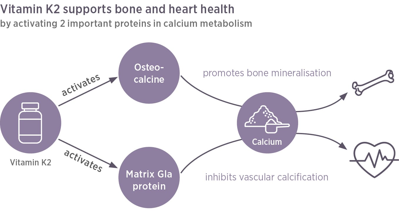 Das Diagramm veranschaulicht, wie Vitamin K2 Vida Osteocalcin aktiviert, um die Knochenmineralisierung zu unterstützen, und das Matrix-Gla-Protein, um Gefäßverkalkung zu verhindern. Kaufen Sie Vitamin K2 Vida jetzt online für Ihre Knochen- und Herzgesundheit.