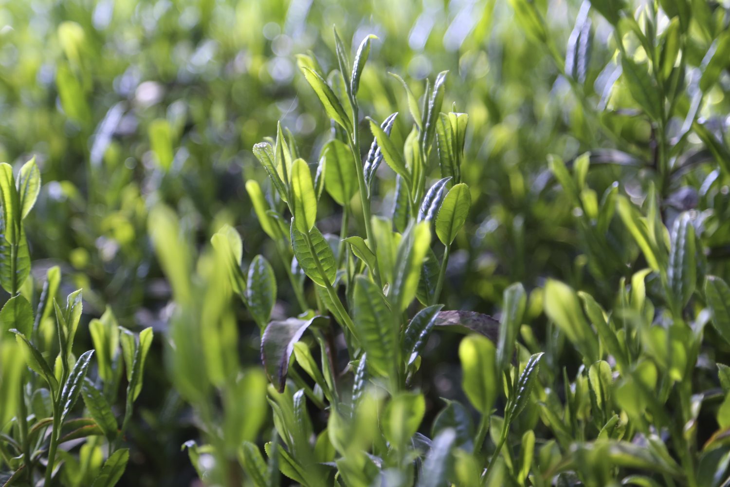 Nahaufnahme von hellgrünen, chlorophyllreichen Blättern, durch die das Sonnenlicht fällt, das die Adern hervorhebt und eine lebendige, frische und natürliche Atmosphäre schafft.