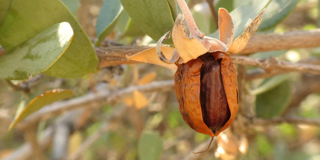 Jojoba, natürliche Hautpflege