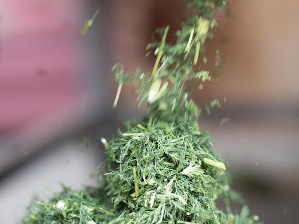 Artemisia, Artemisia PET, Artemisia Pflanze, Produktion, Covid