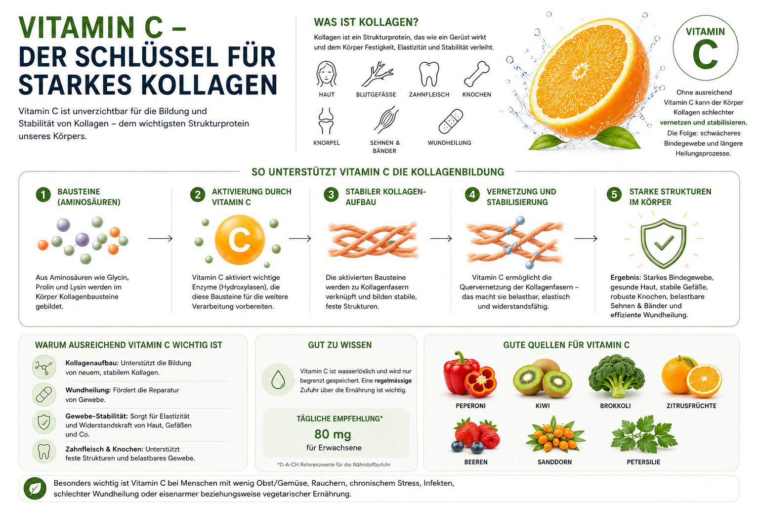 Infografik über die Bedeutung von Vitamin C Vida für starkes Kollagen – mit Illustrationen zu Kollagenstrukturen, Vitamin-C-reichen Lebensmitteln und Erläuterungen zu den Vorteilen von Vitamin C Vida für den Körper.