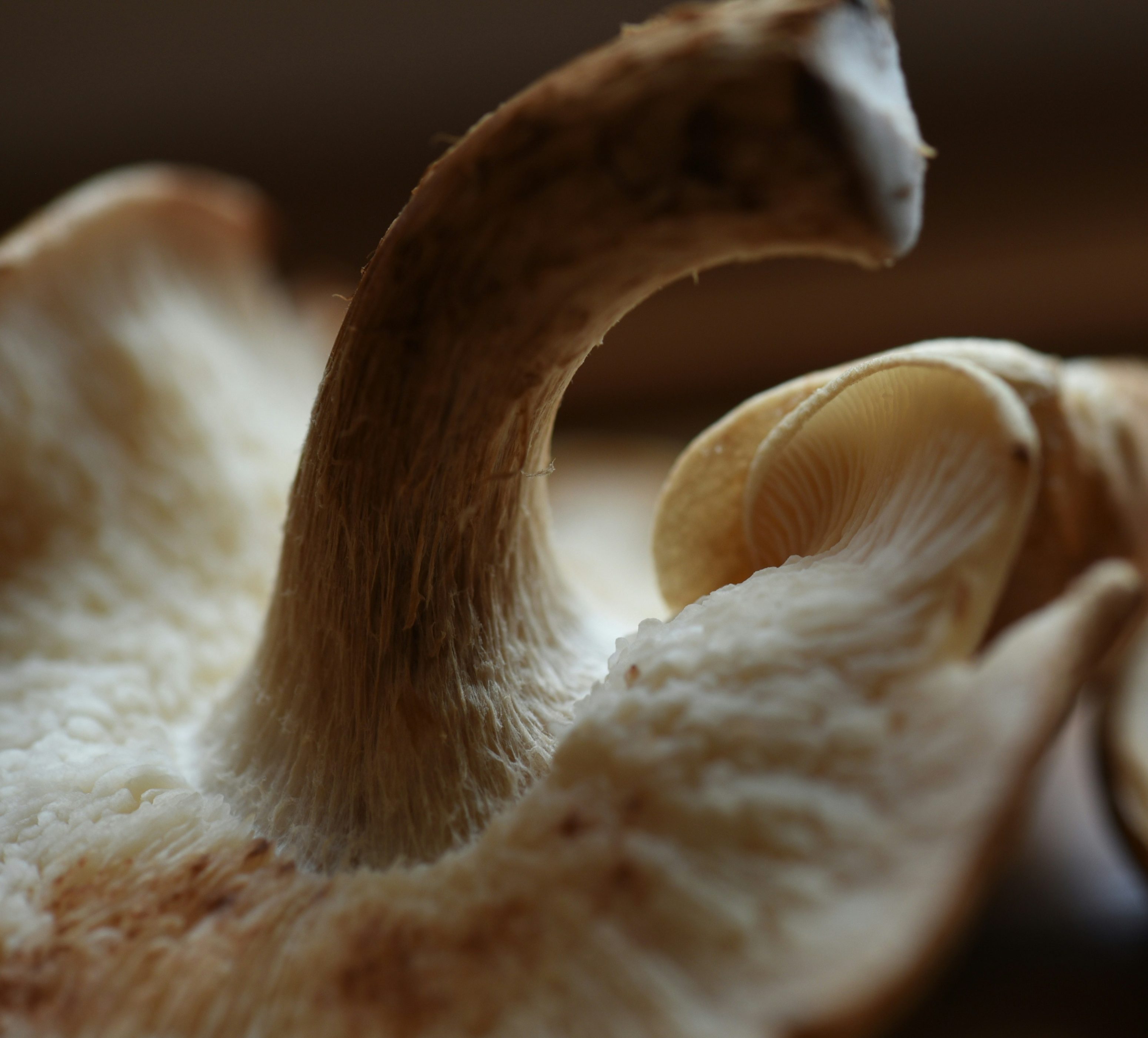 Nahaufnahme des strukturierten Stiels, der Kiemen und der weißen, unscharfen Oberfläche eines Pilzes vor einem unscharfen Hintergrund, der die natürliche Reinheit zeigt, wie sie in Mitoflow Vida zu finden ist.