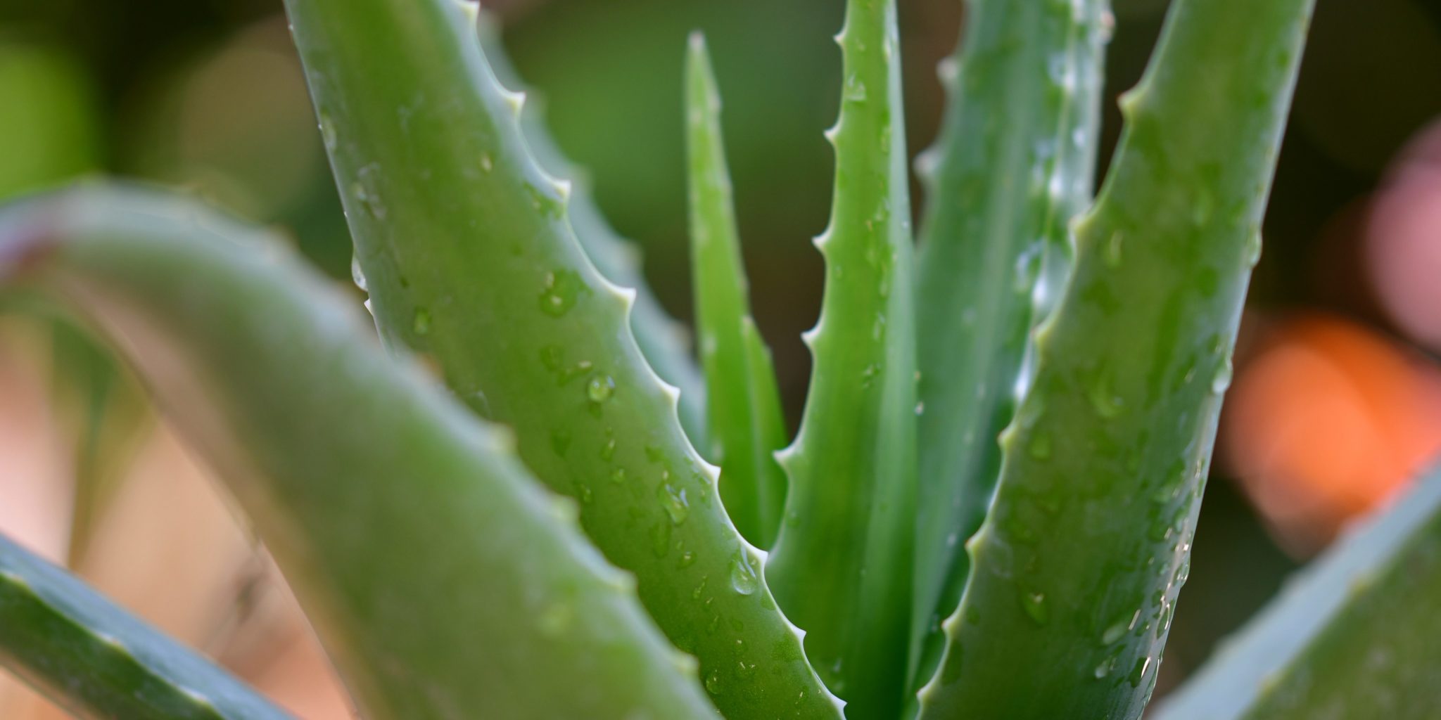 aloe vera vitalstoff