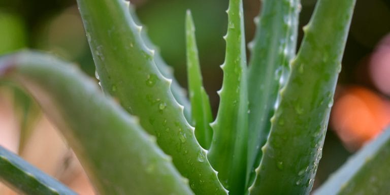 aloe vera vitalstoff