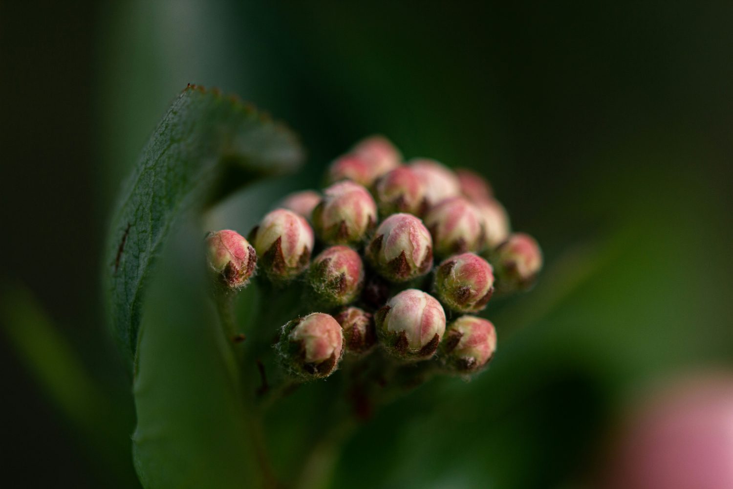 Die Knospe der Aronia Beere