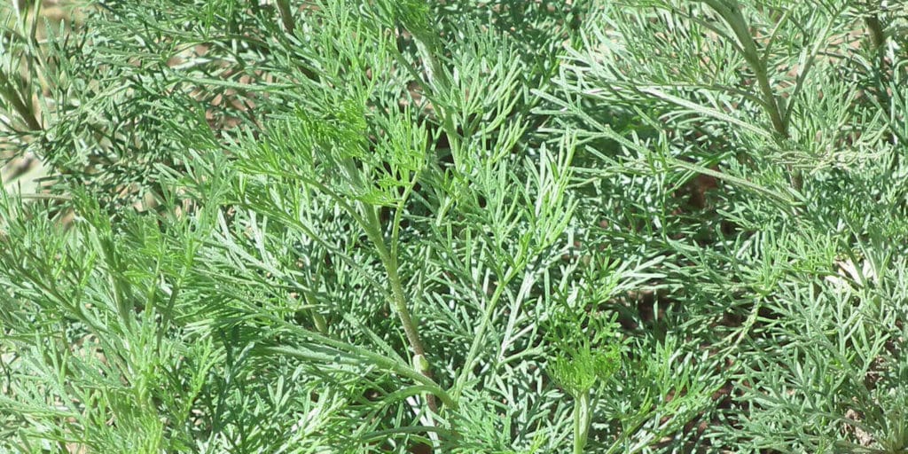 artemisia kapseln kaufen schweiz