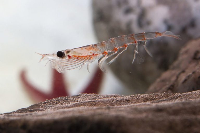 Eine Nahaufnahme eines durchscheinenden Krills mit sichtbaren Beinen und Fühlern, das in der Nähe des sandigen Meeresbodens schwimmt, begleitet von einem verschwommenen Seestern und Felsen im Hintergrund, die die Artenvielfalt im Meer hervorheben.