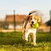 An einem sonnigen Tag läuft ein Beagle mit einem Tennisball im Maul über grünes Gras. Im Hintergrund sind Produktvorschläge für Artemisia PET Bio sowie unscharfe Zäune und Häuser zu sehen.