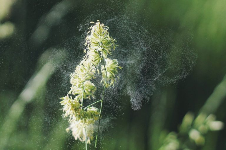 Eine Nahaufnahme einer Grasblüte, die Blütenpollen in die Luft abgibt. Vor einem weichen, grünen, unscharfen Hintergrund sind feine gelbe Pollenpartikel sichtbar, die die Pflanze umgeben.