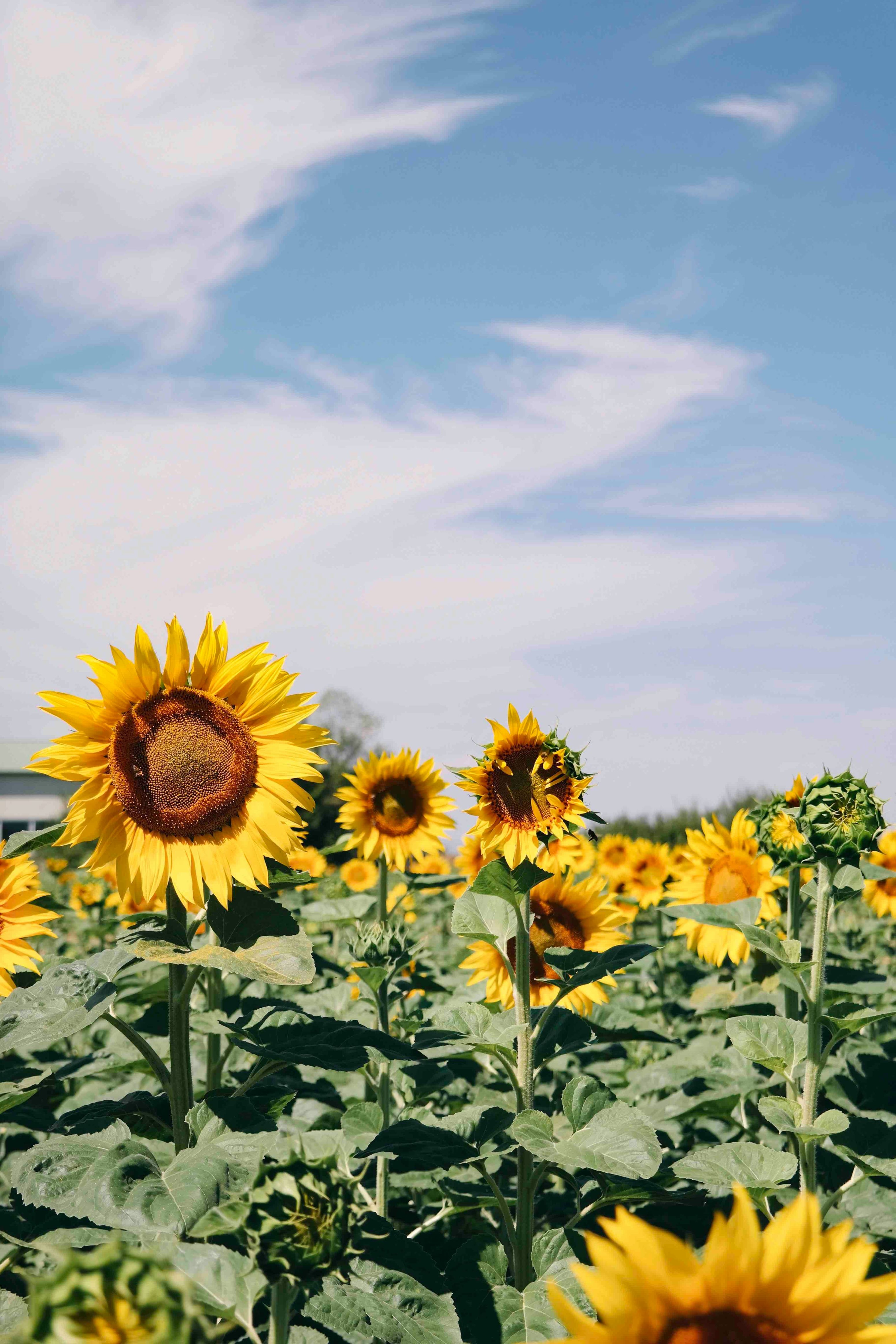 Sonneblumen