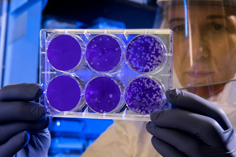 Ein Wissenschaftler in Schutzkleidung hält eine durchsichtige Schale hoch, die sechs Vertiefungen mit violetter Flüssigkeit und sichtbaren Zellhaufen enthält. Wahrscheinlich untersucht er Milchsäurebakterien für die Forschung oder Tests im Labor.