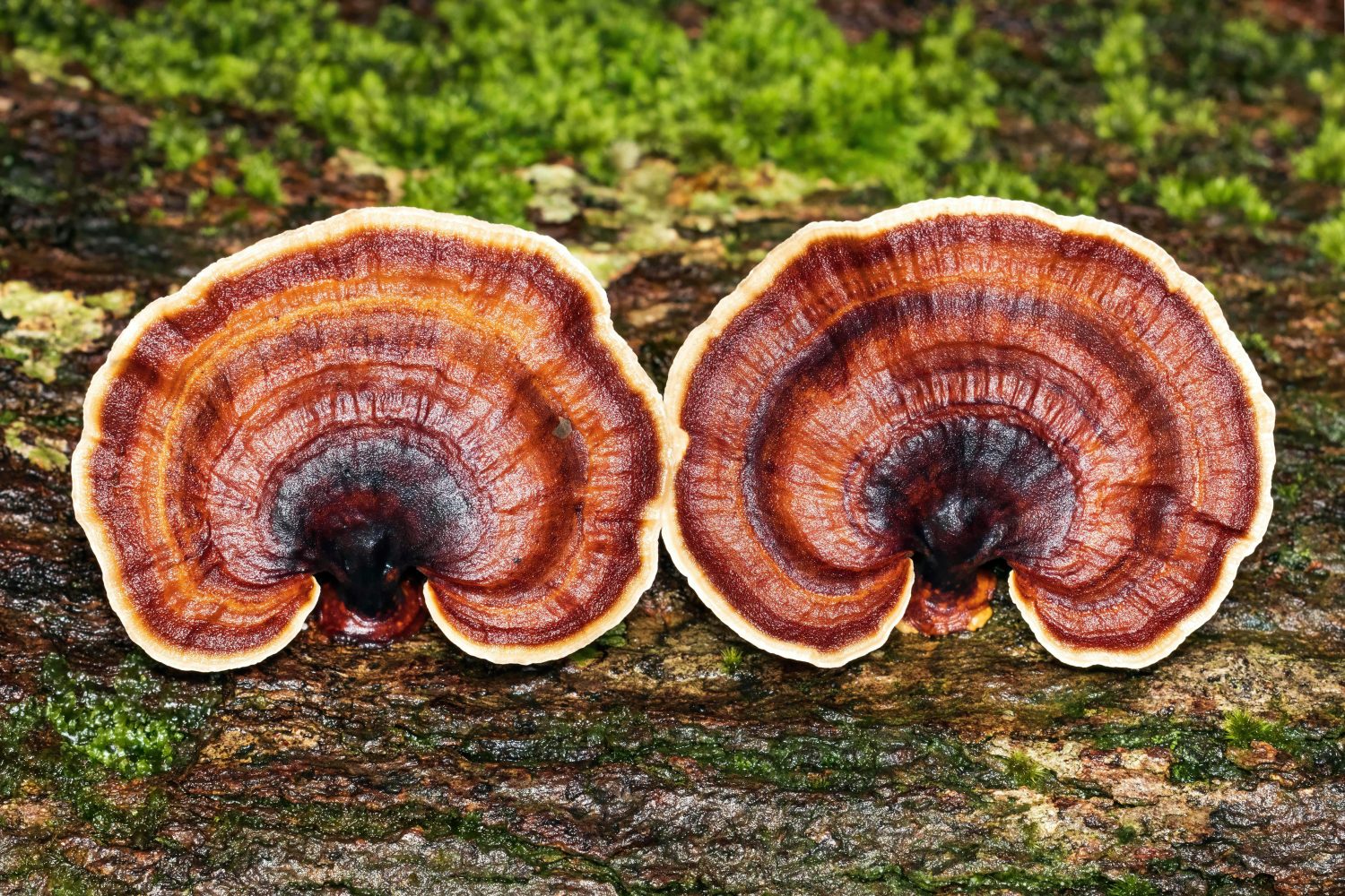 Auf einem moosbewachsenen Baumstamm wachsen zwei rotbraune, fächerförmige Pilze mit hellen Rändern. Ihre Oberfläche weist konzentrische Ringe in verschiedenen Braun- und Orangetönen auf – sie erinnern an den begehrten Reishi-Komplex, der für seine Verwendung in vielen neuen Produktinnovationen bekannt ist.