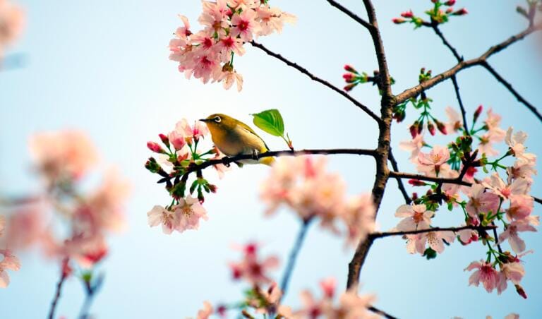 Ein kleiner Vogel sitzt auf einem Ast, umgeben von rosa Kirschblüten unter einem strahlend blauen Himmel und fängt die friedliche Frühlingsatmosphäre ein, die in der Praxis Barmet herrscht.