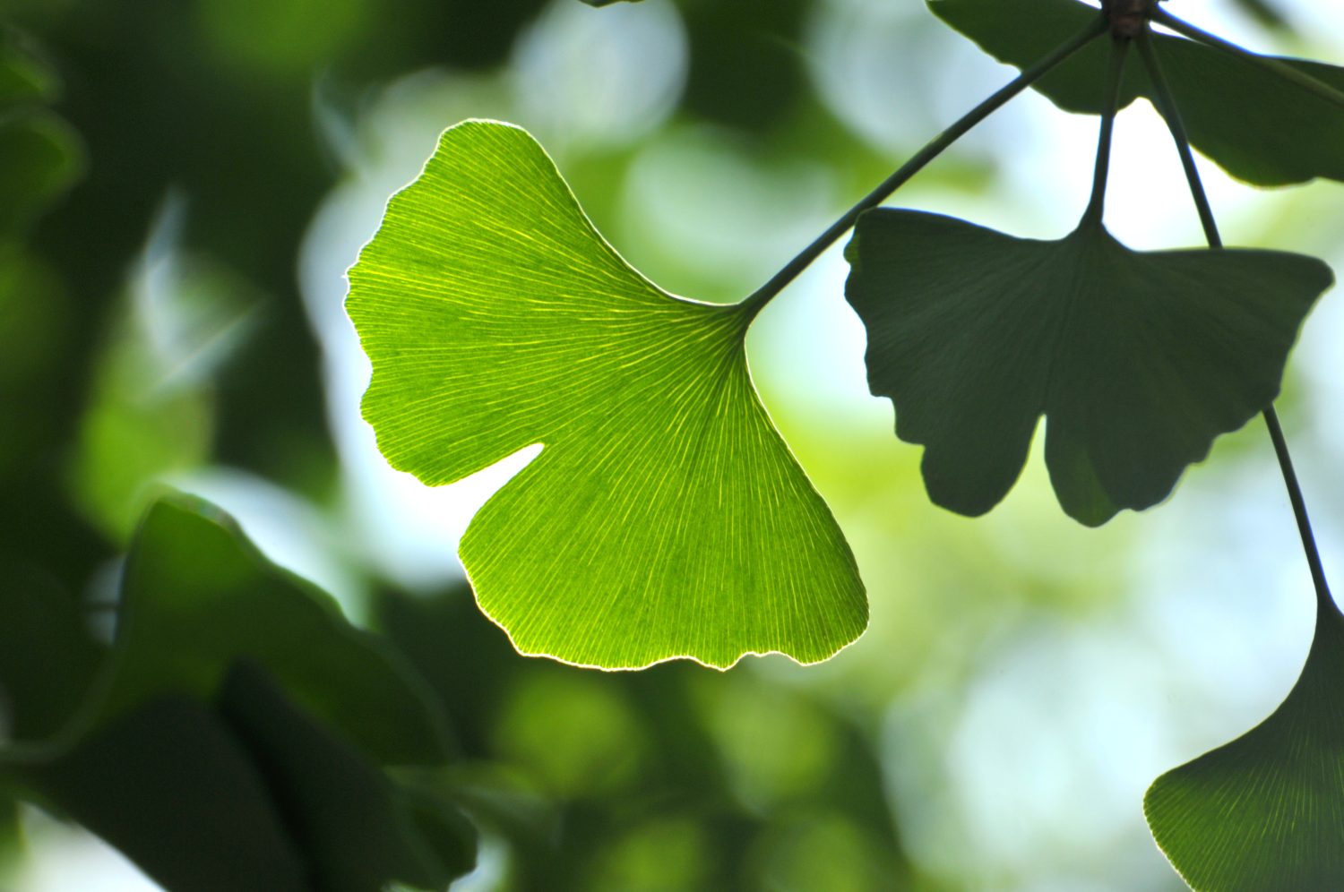Nahaufnahme eines sonnenbeschienenen grünen Ginkgoblatts mit sichtbaren Adern, das zwischen anderen Blättern hängt. Der Hintergrund ist mit Grün- und Lichtschattierungen verschwommen und erinnert an die natürliche Reinheit, die oft in kingnature Produkten zu finden ist.