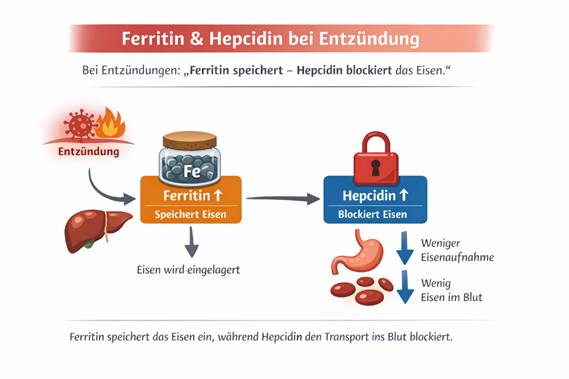 Das Diagramm zeigt, dass Entzündungen das Ferritin (das Eisen in der Leber speichert) und das Hepcidin (das den Eisentransport ins Blut blockiert) erhöhen, was zu einer geringeren Eisenaufnahme und einem niedrigeren Eisengehalt im Blut führt - wie in einem automatisch gespeicherten Entwurf festgehalten.