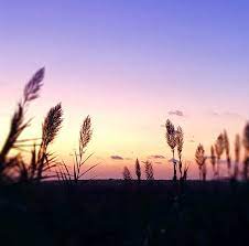 Die Silhouetten der Grashalme im Vordergrund fangen die Essenz eines Vitalspirit-Abends ein, mit einem farbenfrohen Himmel bei Sonnenuntergang, der von einem hellen Gelb in der Nähe des Horizonts zu einem tiefen Blau darüber verblasst.