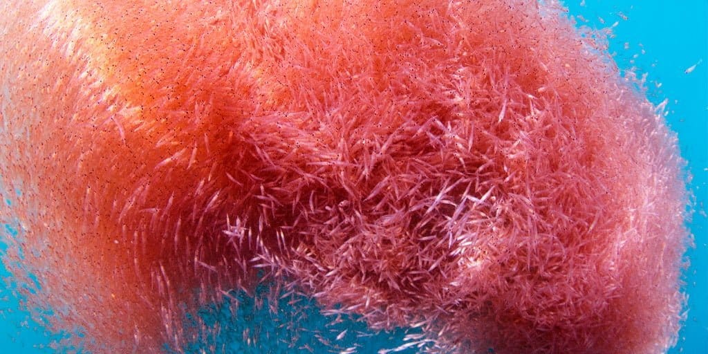 Eine dichte Wolke aus winzigen rosa Garnelen wirbelt unter Wasser vor einem blauen Hintergrund und präsentiert anschaulich natürliche Quellen für alle, die Omega-3-Fettsäuren wie Krill Vida kaufen möchten.