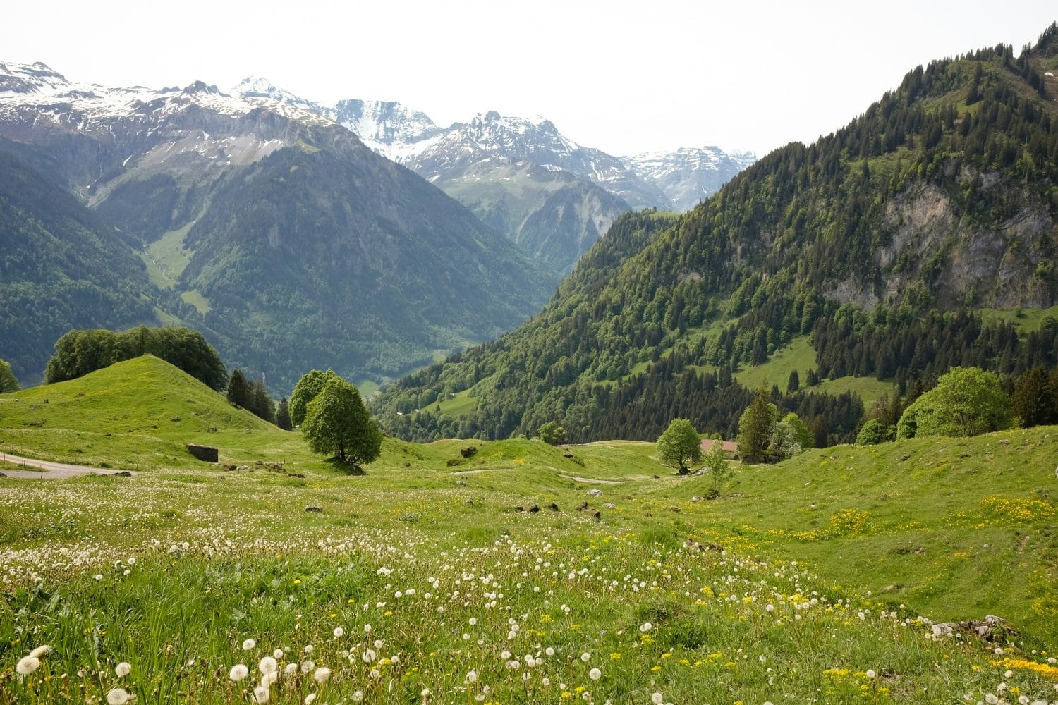 A lush valley of wildflowers and trees, surrounded by forested hills and snow-capped peaks under a radiant sky, reflects the vibrant renewal that Collagen Vida brings to your daily well-being.
