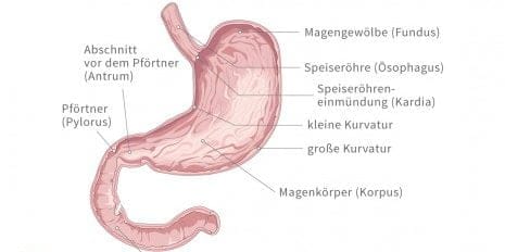 Der Magen, ein erstaunliches Organ!