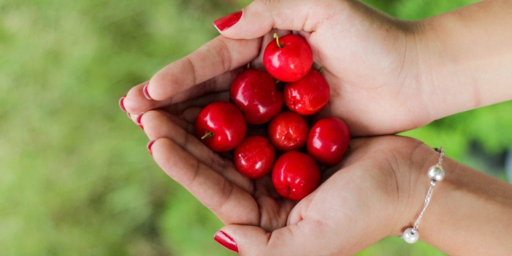 Acerola Kirsche mit viel Vitamin C