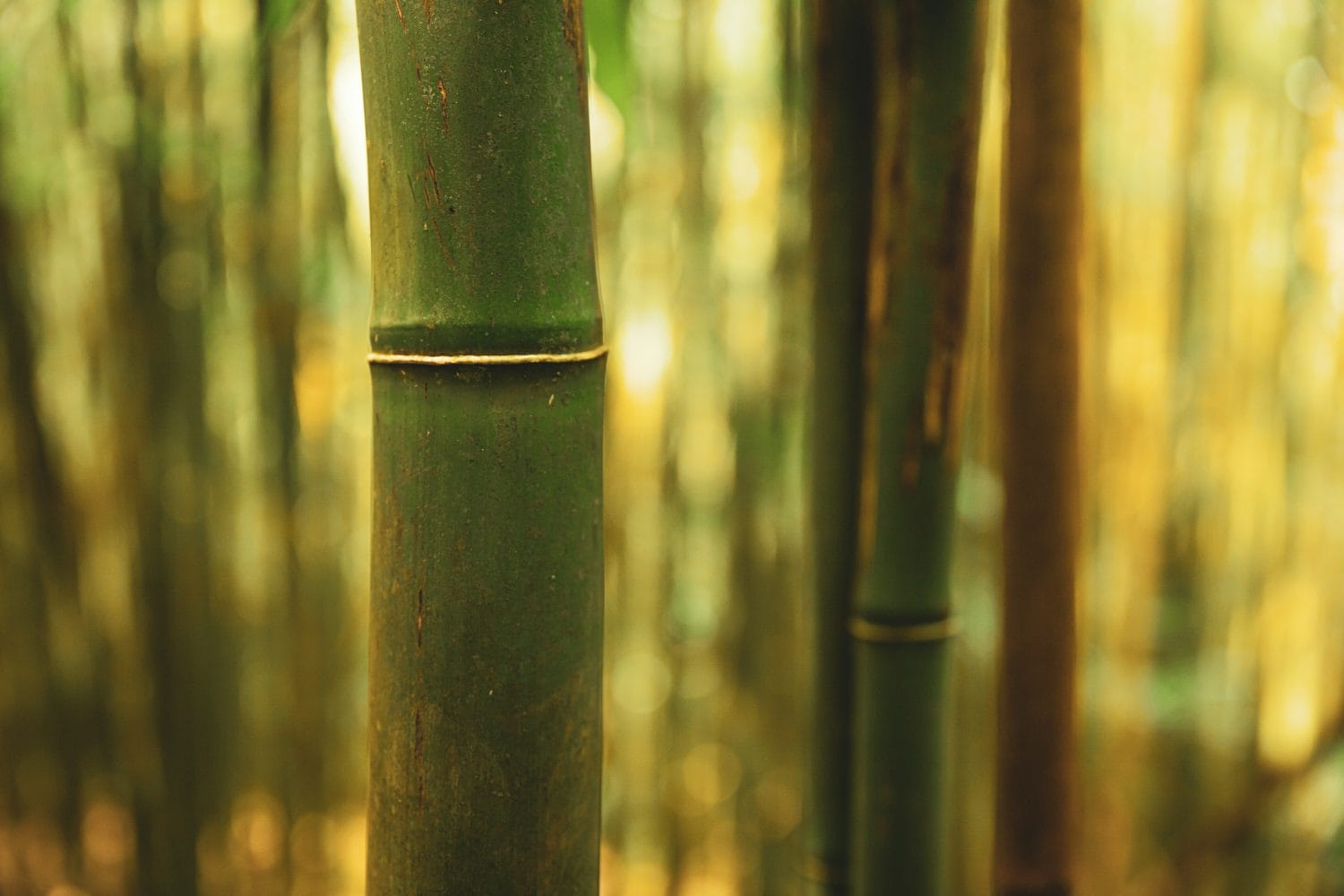 Close-up of lush green bamboo stalks in soft golden light evoking a tranquil forest atmosphere-an image that beautifully reflects the natural inspiration behind Collagen Vida.